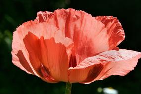 Flower Nature Plant