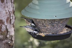 The bird eats from the feeder