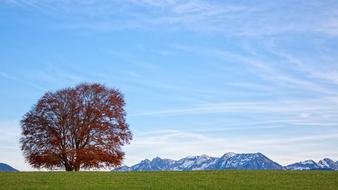 Nature Landscape Tree