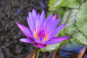 Water Lily Aquatic Plant Nature