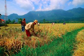 men working in the field