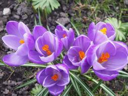 Crocus Purple Flower Bulbs Spring
