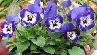 Pansy Flower Plant