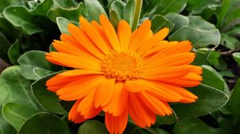 Plant Nature Flower