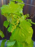 Sheet Nature Plant No