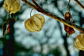 Leaf Autumn Winter