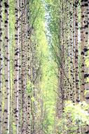 Tree Forest Plant