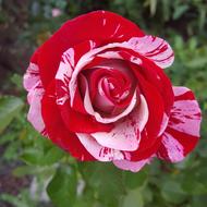 Flower Rose Petal