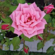 The pink peony is beautiful in the garden