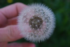 Flower Picture