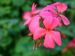 Flower Nature Garden