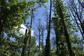 Trees Sky Assateague Island