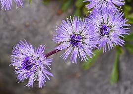 Nodding Pincushion Flower Ball