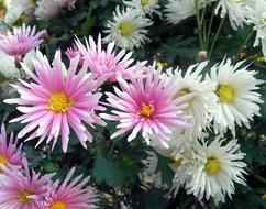 Flowers Plants Nature