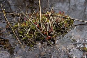 The Red Plant Siberian Swamp