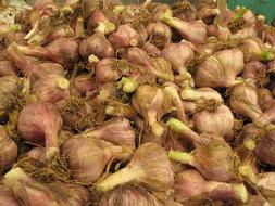 ripe onion harvest