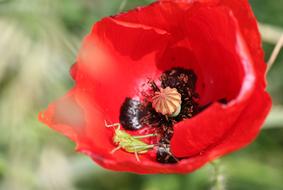 Flower Poppy Grasshopper