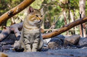 Nature Animals Living