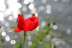 Poppy Reflections Nature