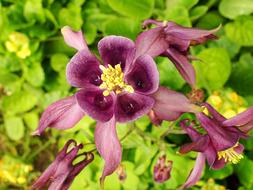 Nature Flower Garden