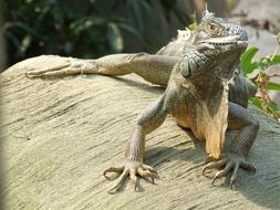 big lizard in the field