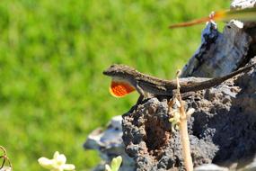 Lizard Nature Animal World