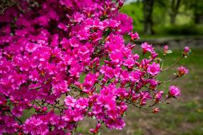 Azalea Flower Blossom