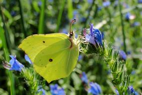 Nature Flower At The Court Of