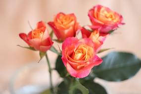 colored roses in a vase