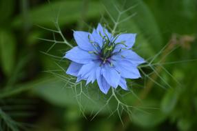 Nature Flora Flower