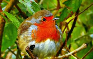 Redbreast Common Nature