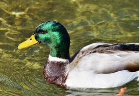 Duck Drake Water Bird