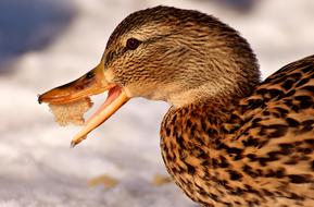 Duck Mallard Eat