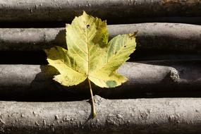 Autumn Leaf Maple