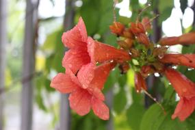Flower After