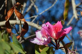 a pink, lonely flower on a branch