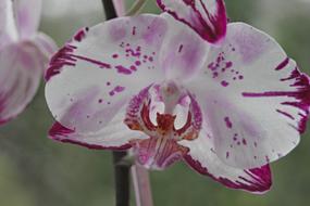 Orchid Ornamental Plant