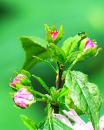 Nature Flower Leaf