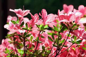 Azalea Flower Garden