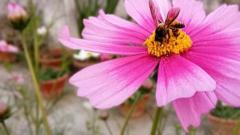 Nature Flower Flora