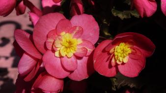 Flower Garden Nature Pink