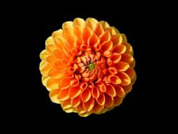 dahlia dahlia flower flower
