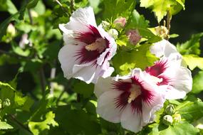 Flower Plant Nature