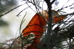 Nature Tree Outdoors