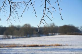 snowfield on a branch