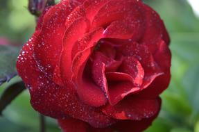 Shadow Rose Blossom