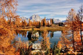 fall leaves in the water