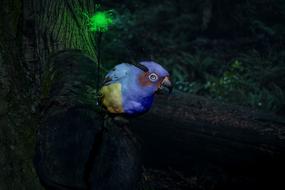 Nature Paige Bird Tropical