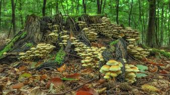 Mushroom Colony Forest