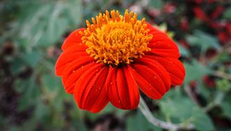 Common Zinnia Elegant